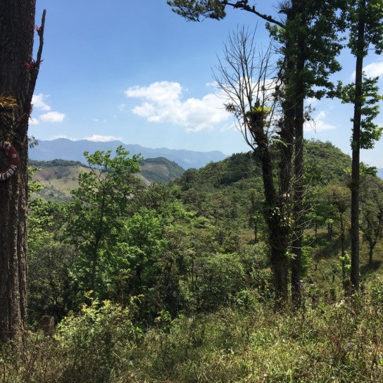 Peru Aprocassi - Filter