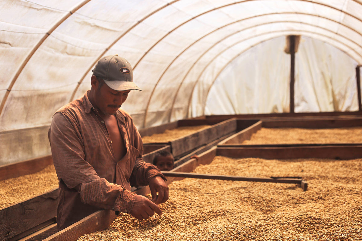 Koffeinfreie Kaffeebohnen - Honduras Capucas (Bio Decaf)