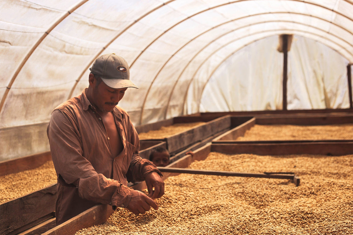 Honduras Capucas entkoffeiniert (Decaf) - Abo