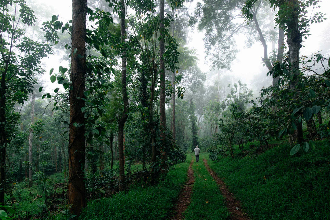 Saisonaler Kaffee - Indien Robusta Sethuraman Estate