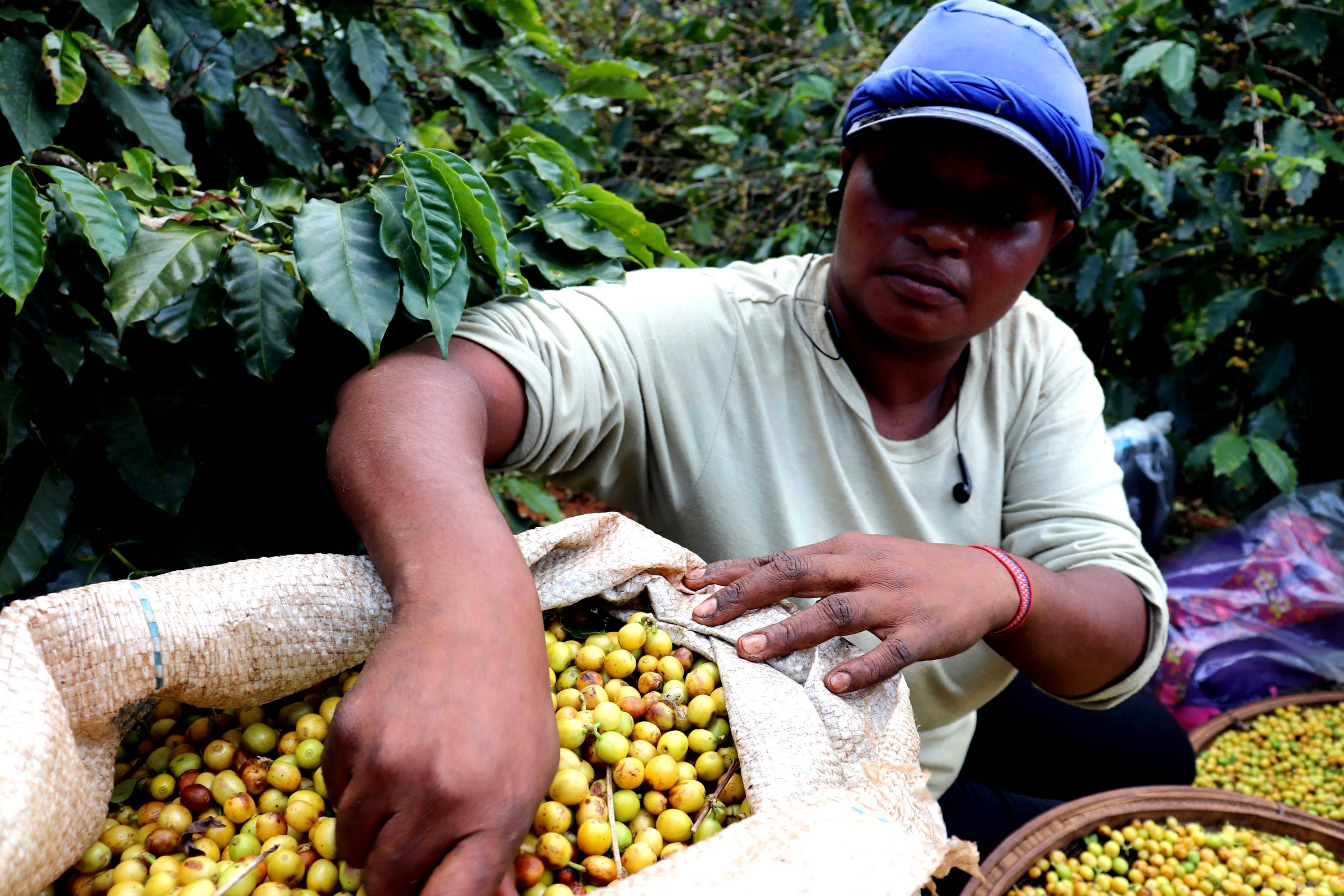 Kaffeebohnen aus Brasilien