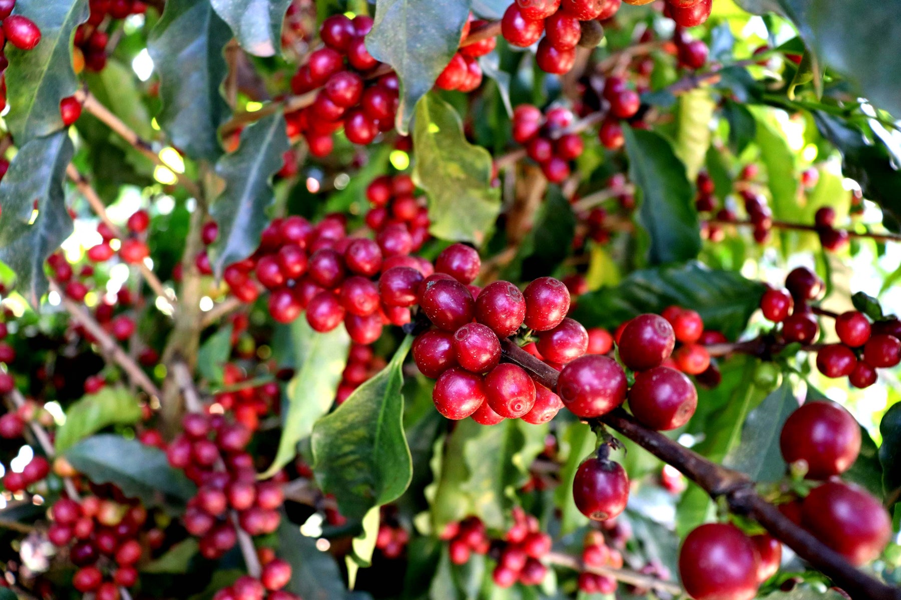 Brasilien SanCoffee - Direct Trade Kaffee (Abo)