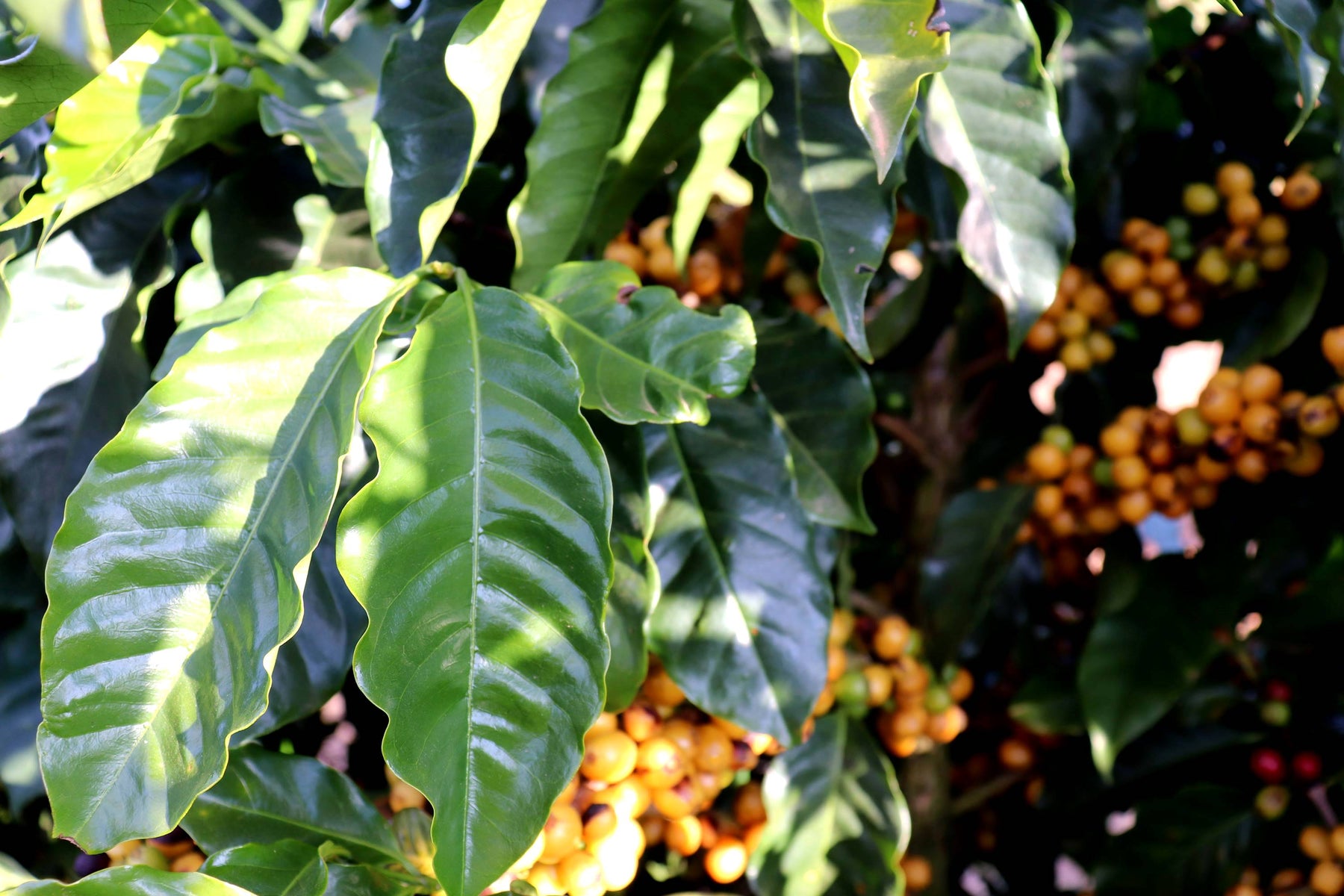 Brasilien SanCoffee - Direct Trade Kaffee (Abo)