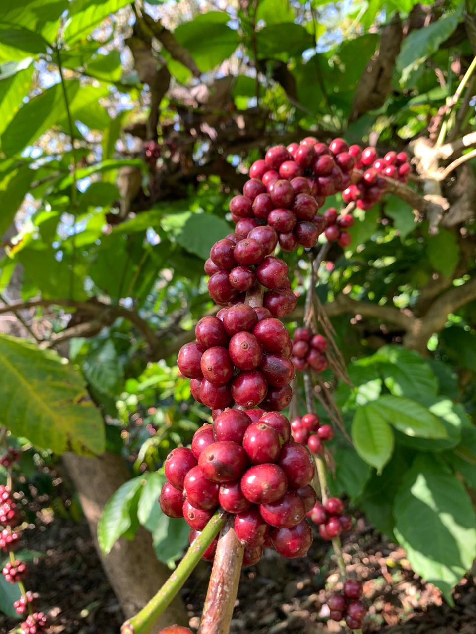 Classic Espresso Blend - Direct Trade Kaffee (Abo)