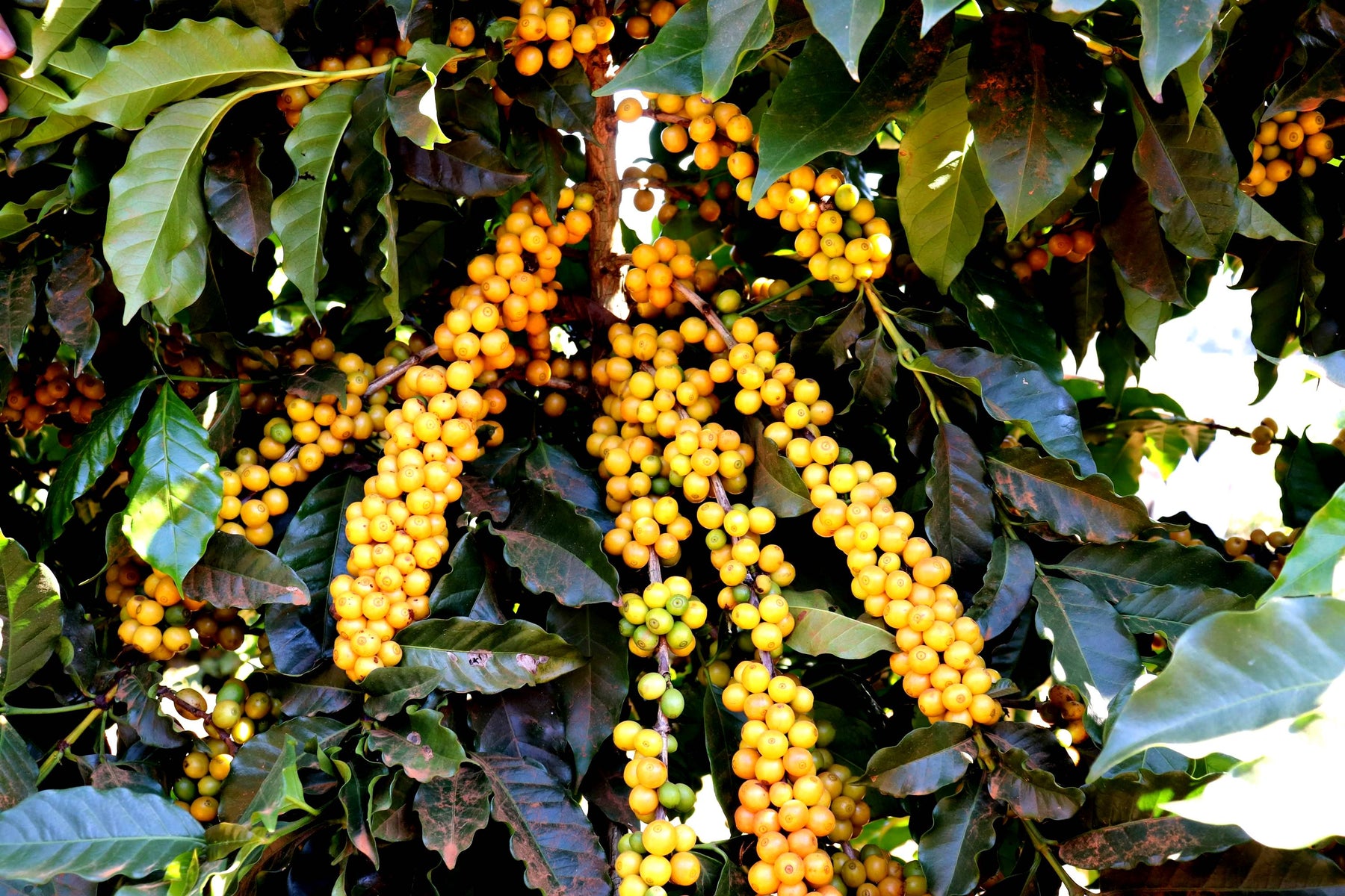 Brasilien SanCoffee - Direct Trade Kaffee (Abo)