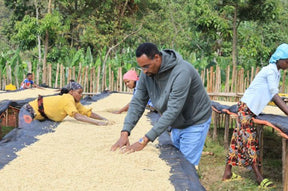 Äthiopien Bensa Setamo - Filter