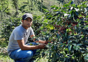 Honduras Los Ocotillos