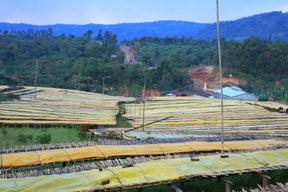 Äthiopien Bensa Setamo - Filter