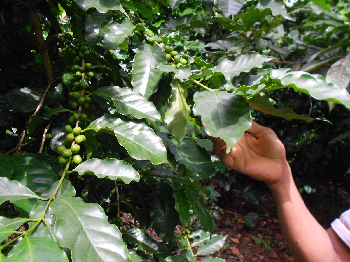 Saisonaler Kaffee - Bolivien Caranavi