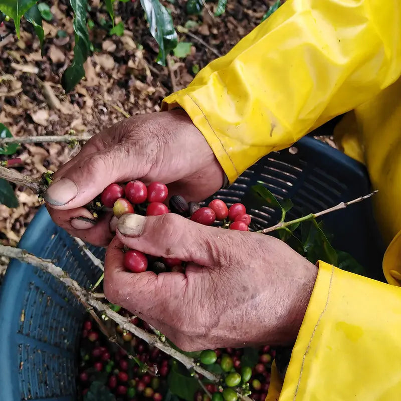 Saisonaler Kaffee - Costa Rica Coopelibertad