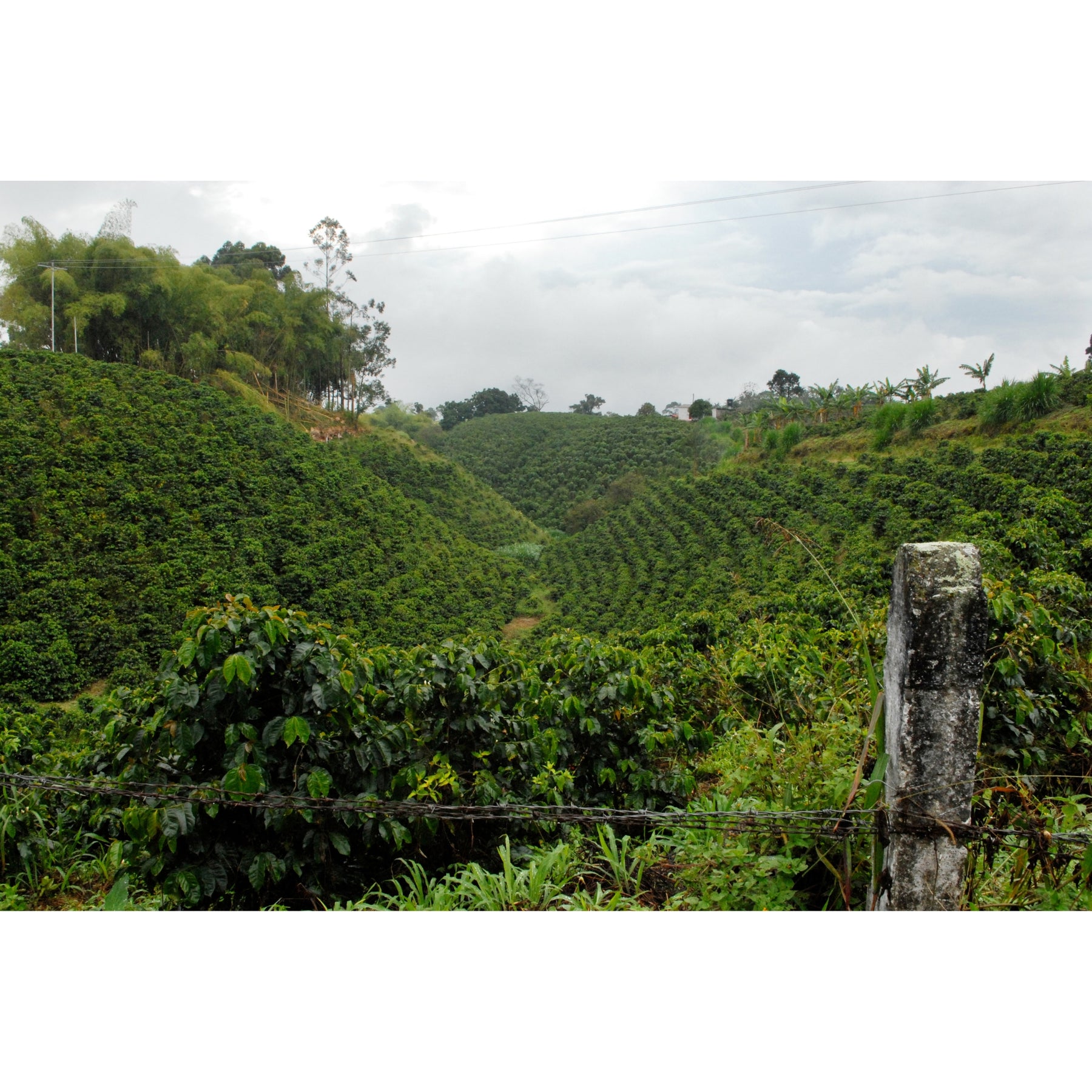 Saisonaler-Kaffee-Cappuccino-Blend-2