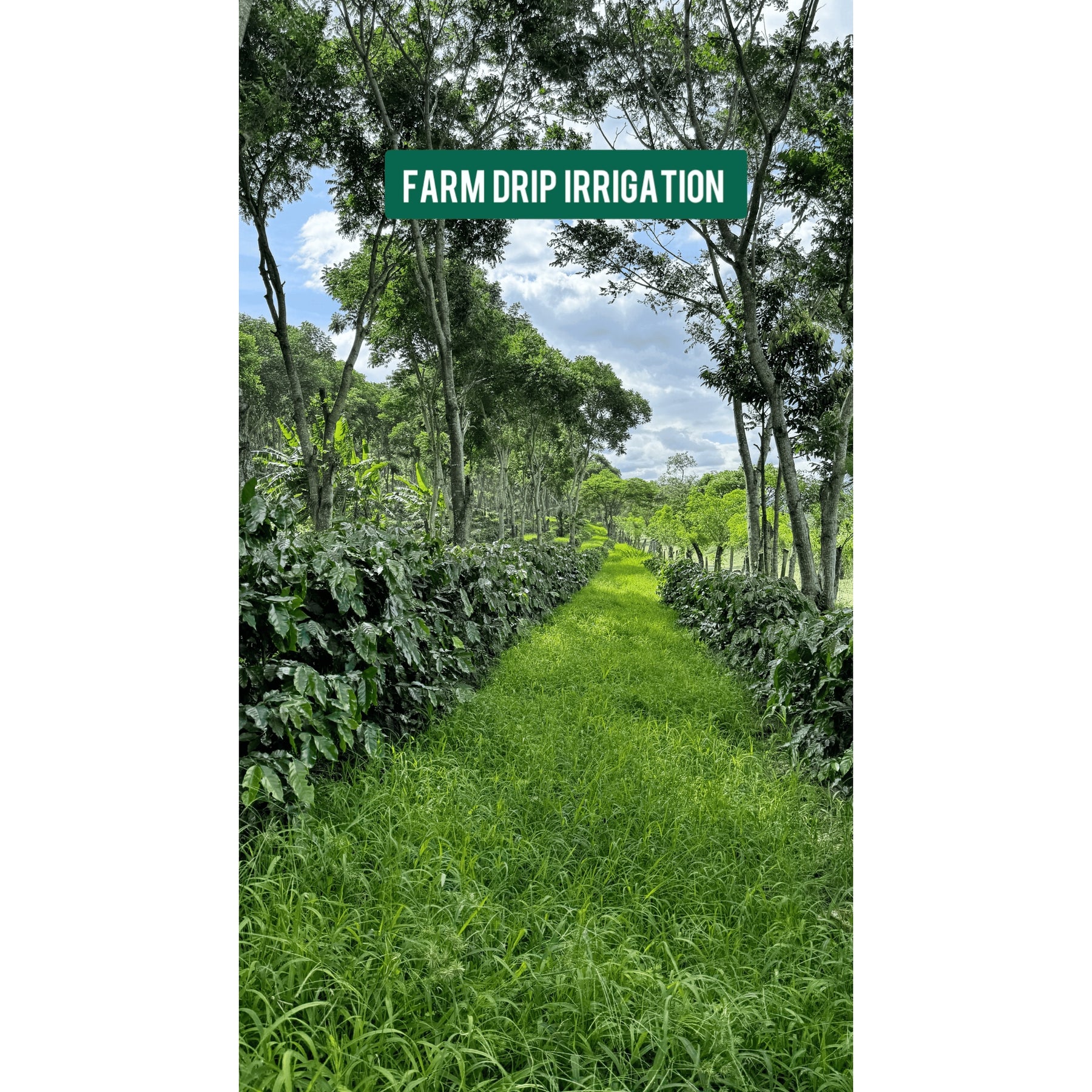 Saisonaler-Kaffee-Honduras-Finca-Terrerito-1