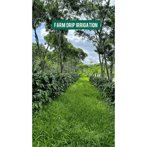 Saisonaler-Kaffee-Honduras-Finca-Terrerito-1