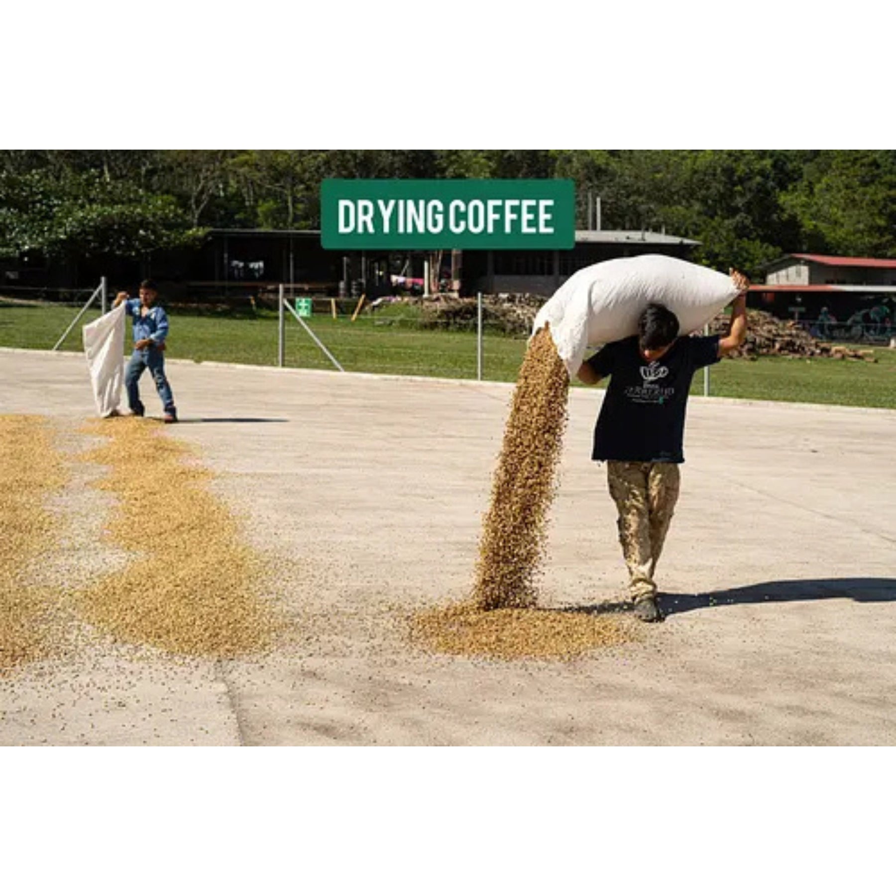 Saisonaler-Kaffee-Honduras-Finca-Terrerito-2