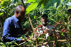 Äthiopien Bensa Setamo - Filter